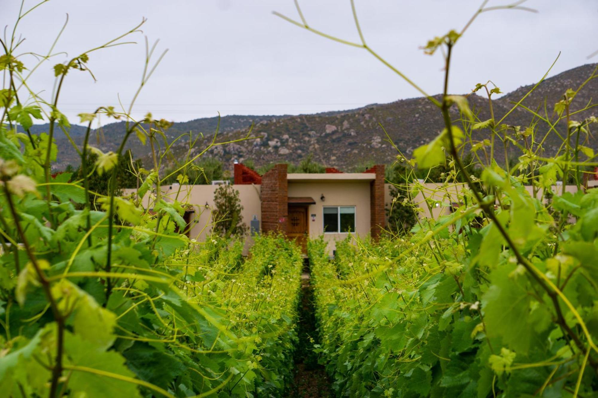 Ojo Azul Resort Valle de Guadalupe Buitenkant foto