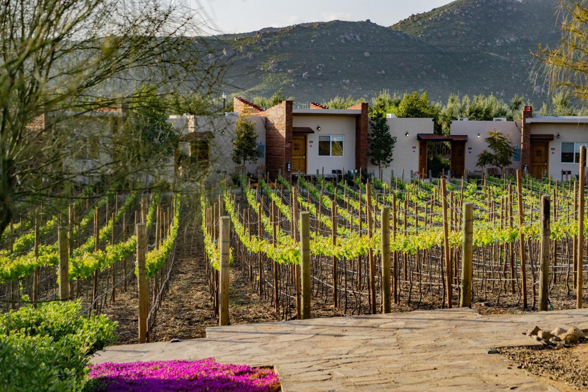 Ojo Azul Resort Valle de Guadalupe Buitenkant foto